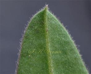  Leaflet (Abaxial view)